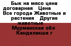 Бык на мясо цена договарная › Цена ­ 300 - Все города Животные и растения » Другие животные   . Мурманская обл.,Кандалакша г.